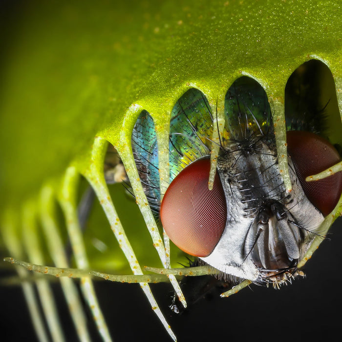 How Do Venus Flytraps Catch Their Prey?