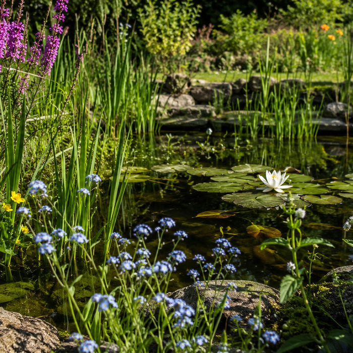 Best Pond Plants for Wildlife in UK Gardens