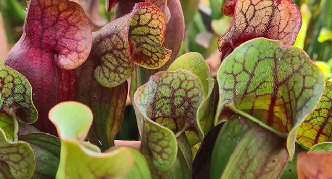 Naturalised Non-native Sarracenia