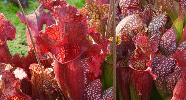 Sarracenia hybrids