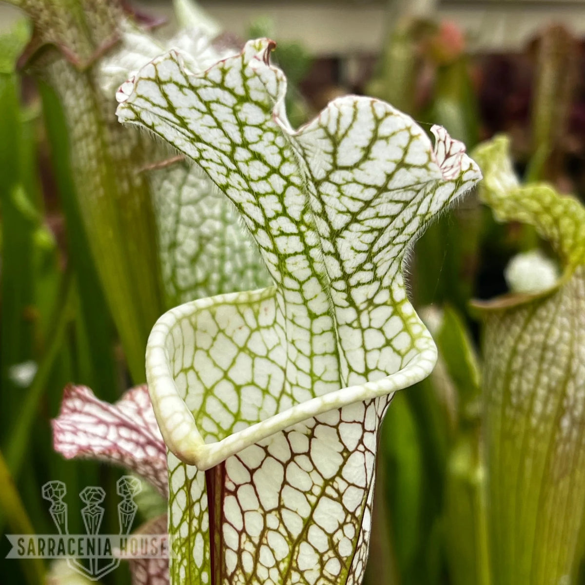 Sarracenia leucophylla 'Hurricane Creek White' | Sarracenia House