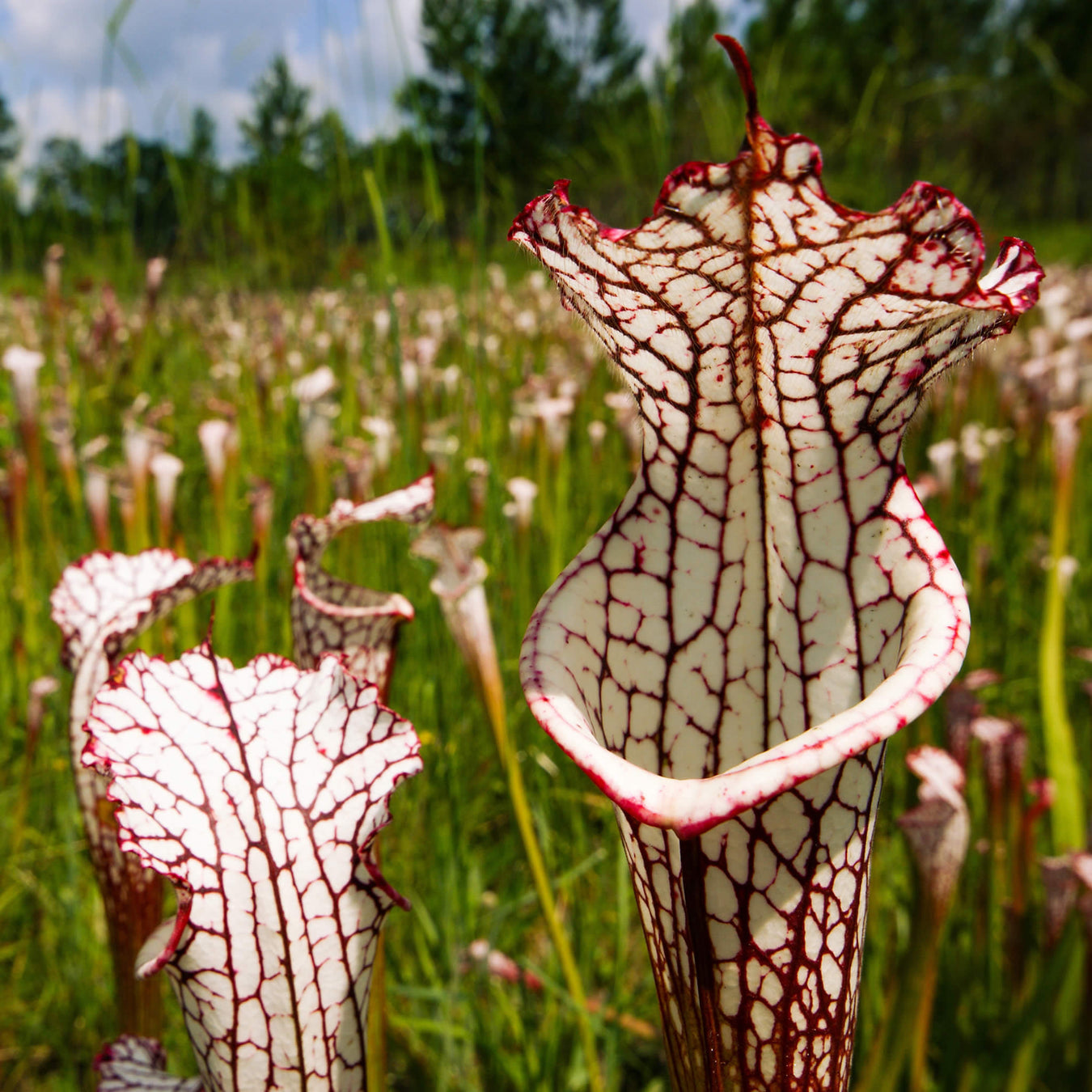 Named Location Sarracenia leucophylla