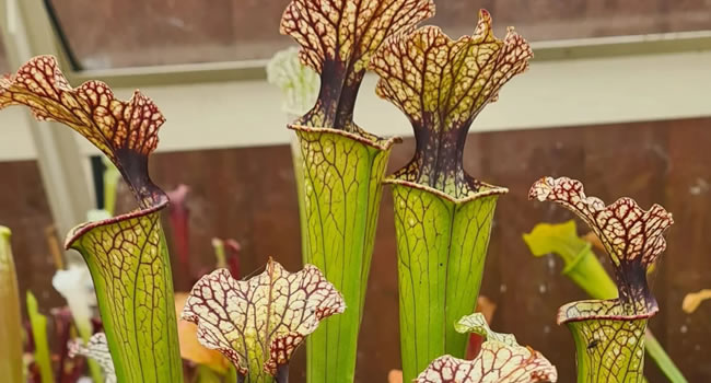 Sarracenia × moorei