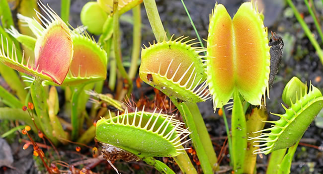 Venus Flytraps