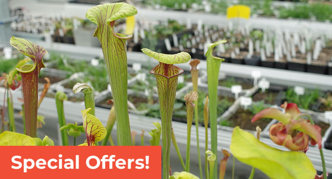 Special Offer Carnivorous Plants