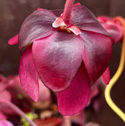 Sarracenia purpurea subsp. venosa 'Gigantea'