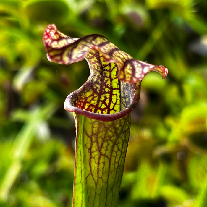 Sarracenia 'Kagaribi'