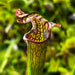 Sarracenia 'Kagaribi'