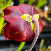 Sarracenia leucophylla var. alba 'Hurricane Creek White' - Mike Wang Clone A (Baldwin County, Alabama) MW-L9