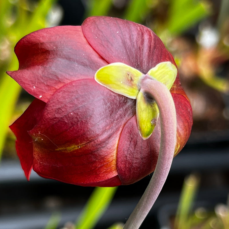Sarracenia leucophylla var. alba 'Hurricane Creek White' - Mike Wang Clone A (Baldwin County, Alabama) MW-L9