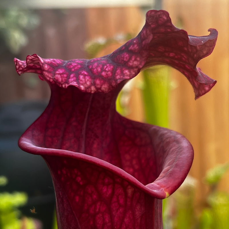 Sarracenia × moorei 'Praetorian Guard'