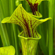 Sarracenia flava var. ornata 'Super Ornata'