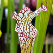 Sarracenia leucophylla Pubescent Form (Perdido, Alabama) MK-L7