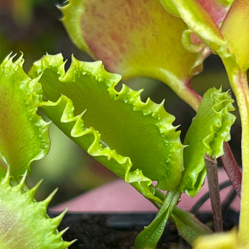 Dionaea muscipula 'Chinese Dumpling'
