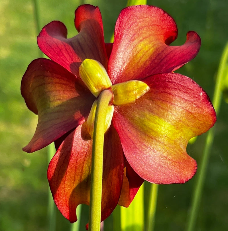 Sarracenia 'Liquorice Lips'