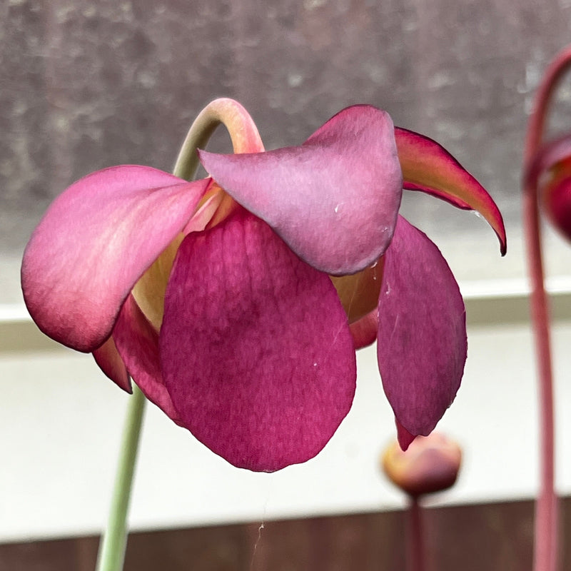 Sarracenia purpurea subsp. venosa var. burkii 'Chipola Giant' (Chipola River, Florida)