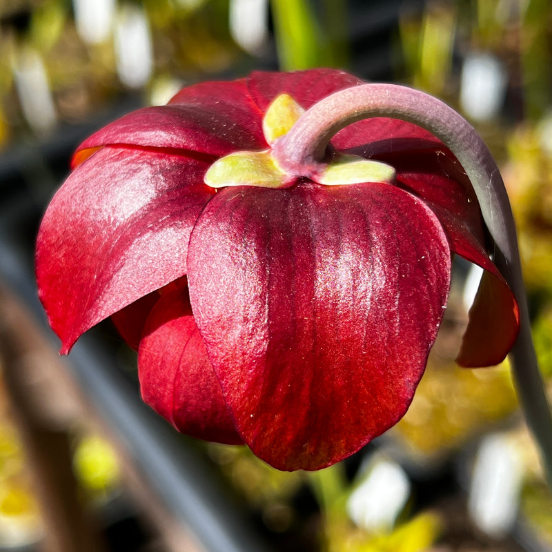 Sarracenia leucophylla var. alba 'Hurricane Creek White' - Clone E (Baldwin County, Alabama) MK-L145E