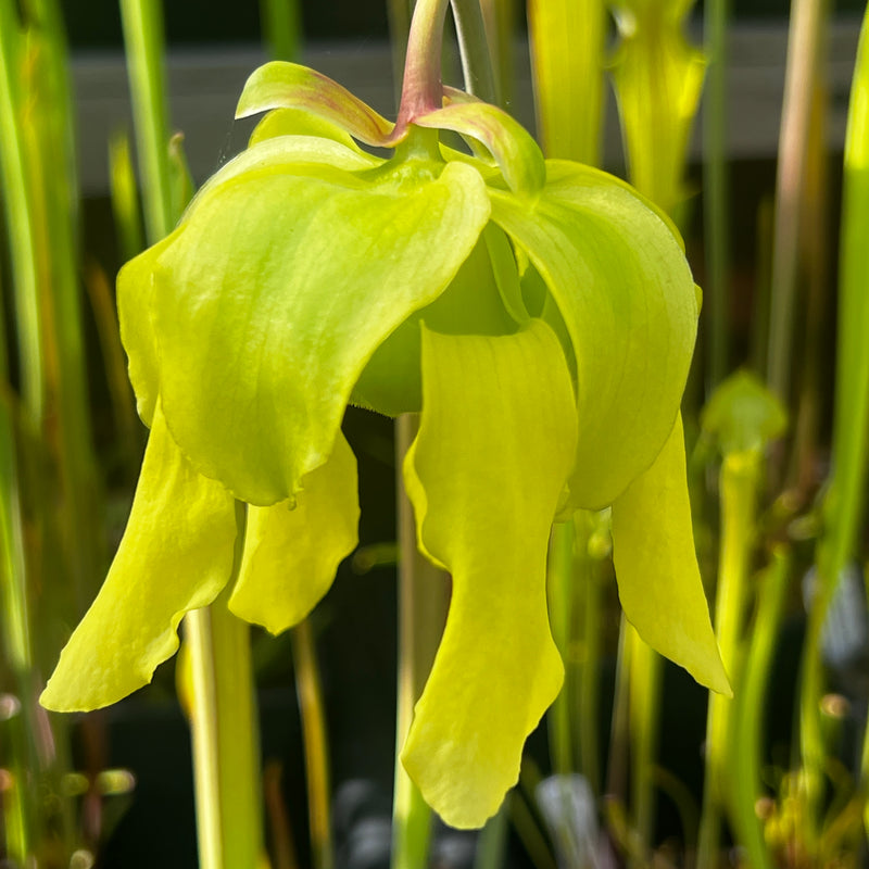 Sarracenia flava var. ornata (Sandy Creek Road, Bay County, Florida)