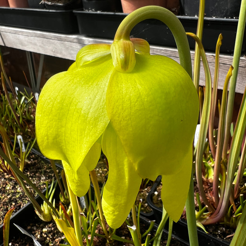 Sarracenia flava ‘Flavona’