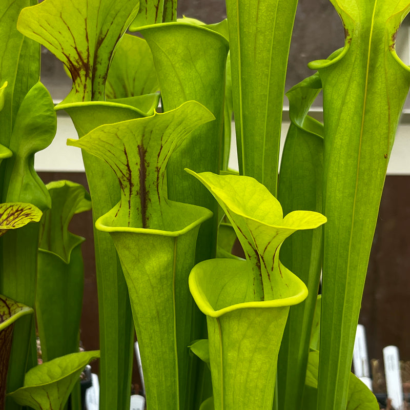 Sarracenia flava var. flava 'Maxima'