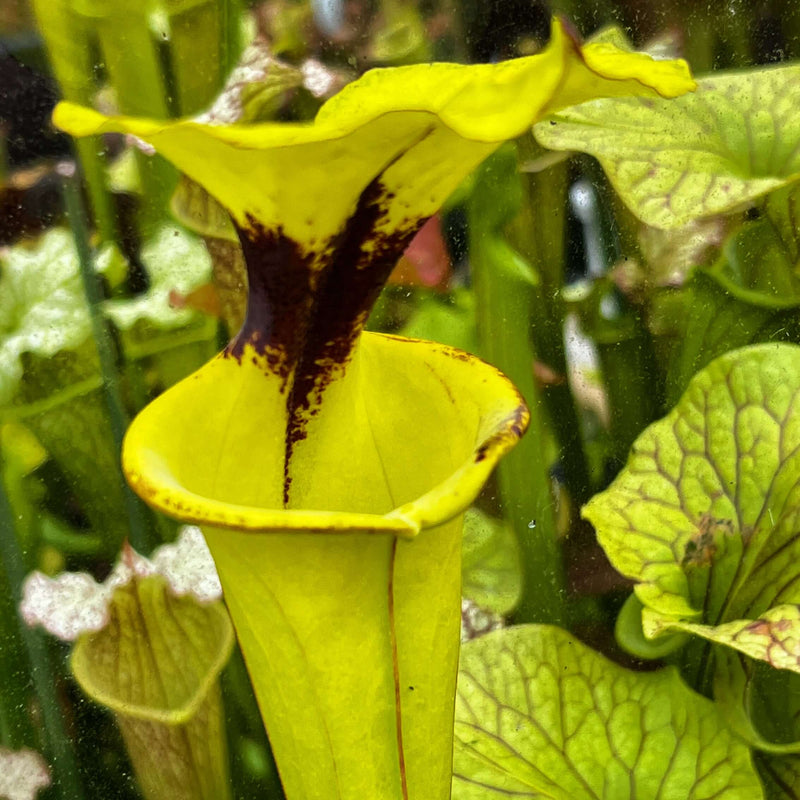 Sarracenia flava var. rugelii 'Maxima' - Bruce Bednar Clone MK-F147