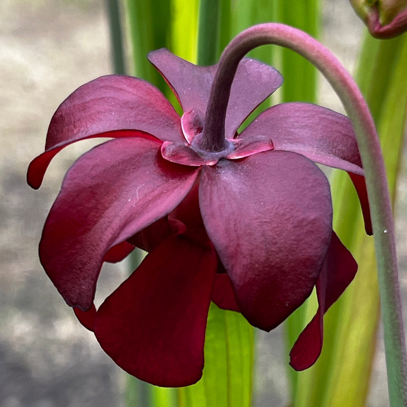 Sarracenia 'Ritchie Bell'