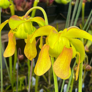 Sarracenia × moorei - Red, Very Large IP-X95
