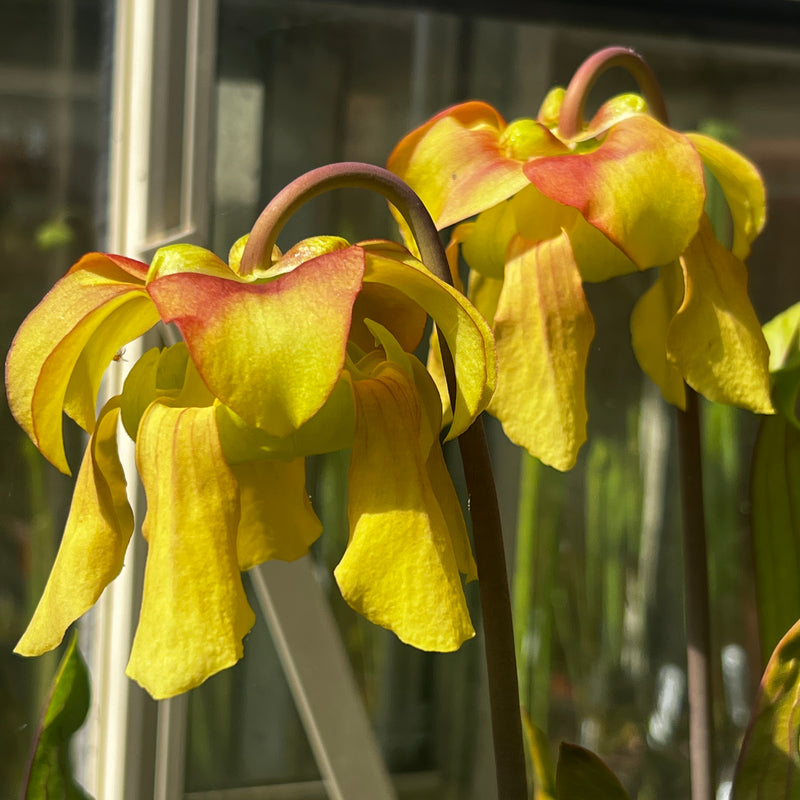 Sarracenia flava var. ornata (Miramar Beach, Walton County, Florida)