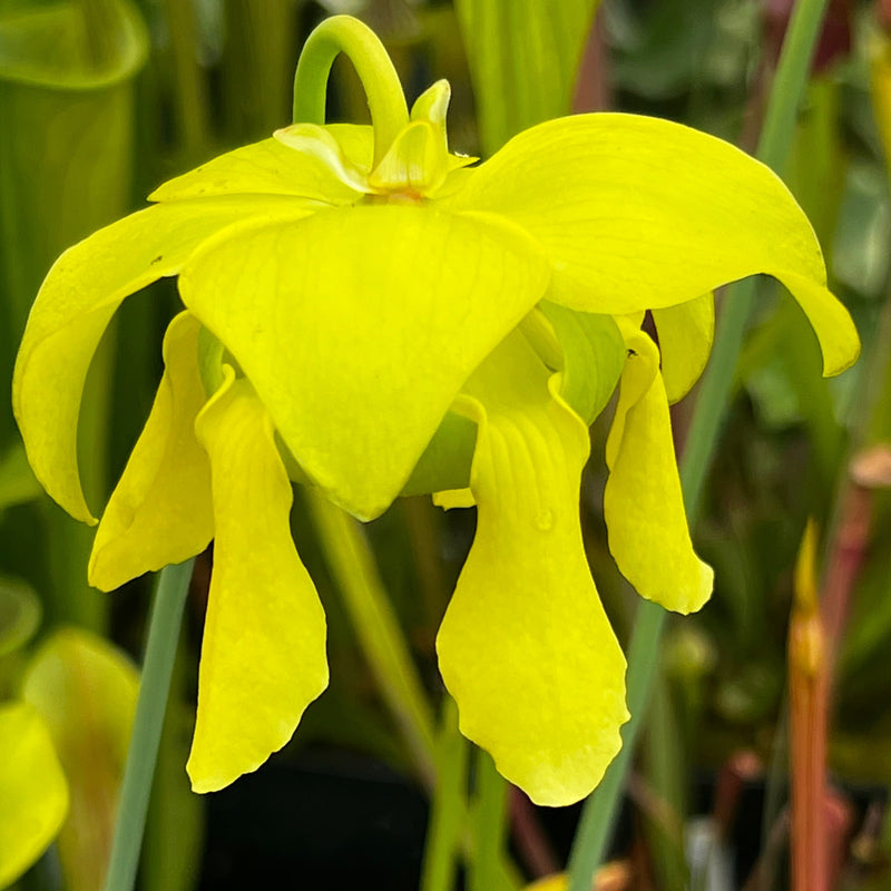 Sarracenia oreophila var. oreophila - Vigorous MK-O10