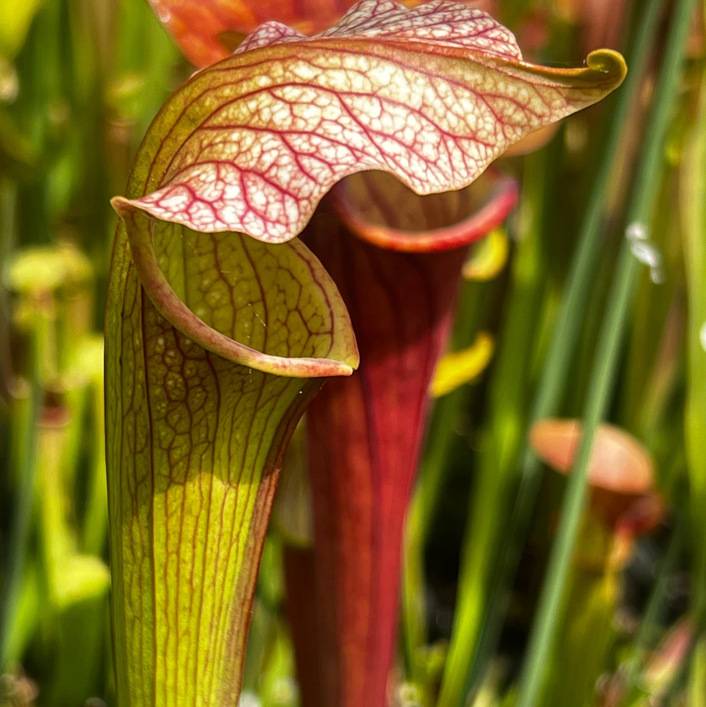Sarracenia 'Wizard's Sleeve'