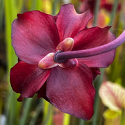 Sarracenia 'Giant Cotton'