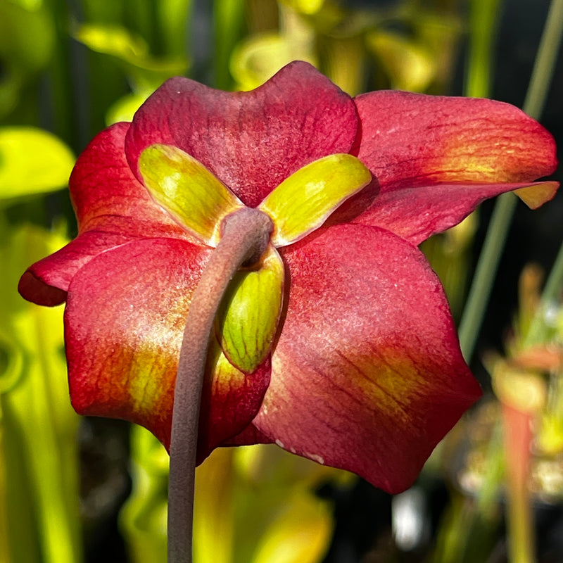 Sarracenia × areolata MK-H262