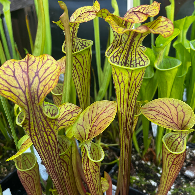 Sarracenia oreophila var. ornata (Sand Mountain, Georgia)