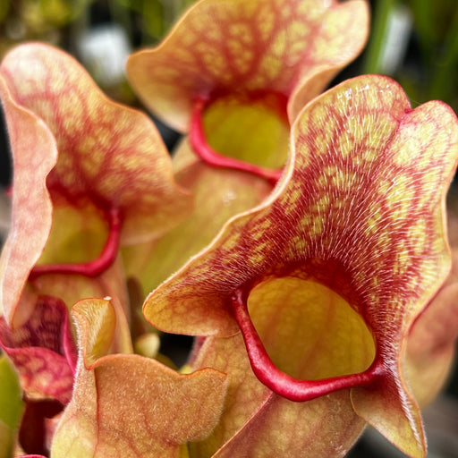 Sarracenia purpurea subsp. venosa var. burkii (Citronelle, Alabama) MK-PV57