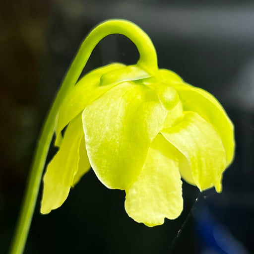 Sarracenia rubra subsp. gulfensis f. luteoviridis LE-SR12
