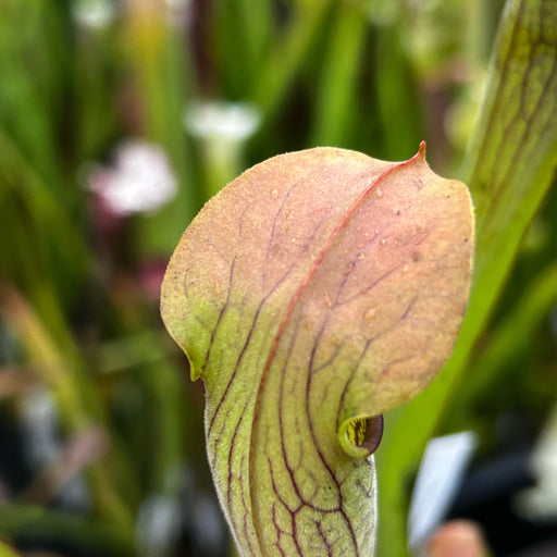 Sarracenia Alata Var. Cuprea (Deer Park Washington County Alabama)