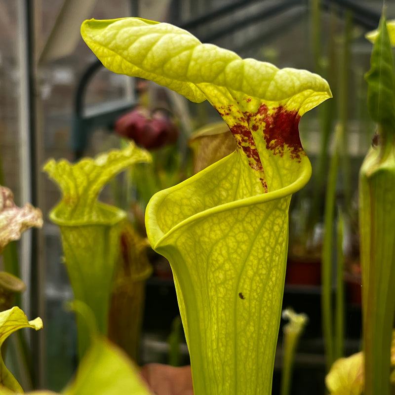 Sarracenia × moorei (Pensacola Field, Florida) MS-H404