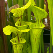 Sarracenia flava var. ornata (Miramar Beach, Walton County, Florida)