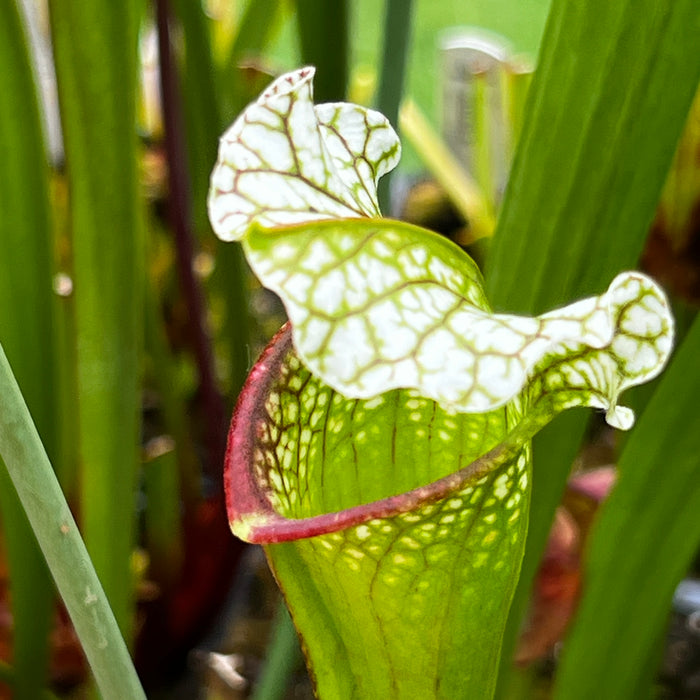 Sarracenia 'Tennis Ball Eater' Clone B