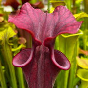 Sarracenia flava var. atropurpurea (Santa Rosa Beach, Walton County, Florida)