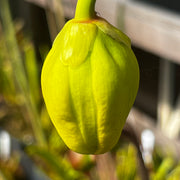 Sarracenia flava ‘Goldie’