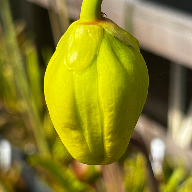 Sarracenia flava ‘Goldie’