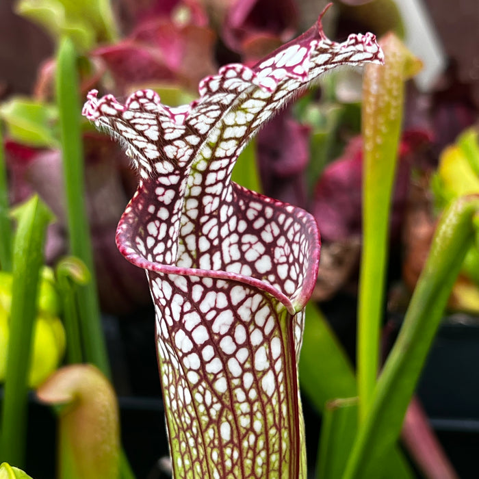 Sarracenia leucophylla - L3 Giant