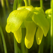 Sarracenia flava var. cuprea 'Lilian Cooper'