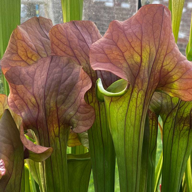 Sarracenia 'Asbo'