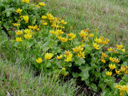 caltha palustris polypetala giant king cup marginal pond plants mp018