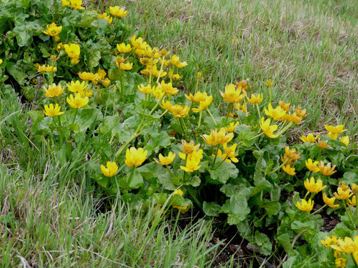 caltha palustris polypetala giant king cup marginal pond plants mp018