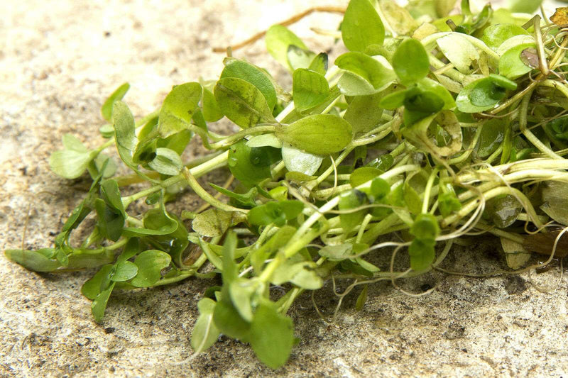 Callitriche stagnalis (Common Water Starwort)