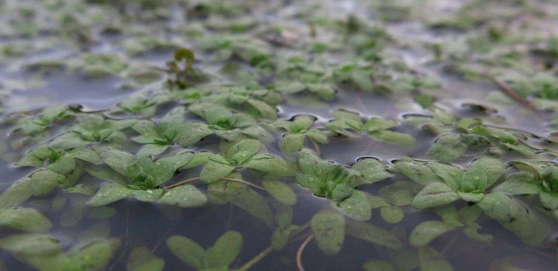 Callitriche stagnalis (Common Water Starwort)