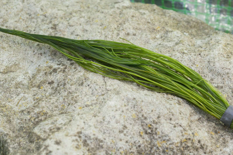 Ranunculus aquatilis (Common Water Crowfoot)